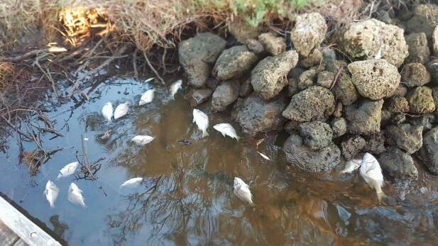 Approximately 300 black bream were found dead in the river on June 9. Photo: Recfishwest.