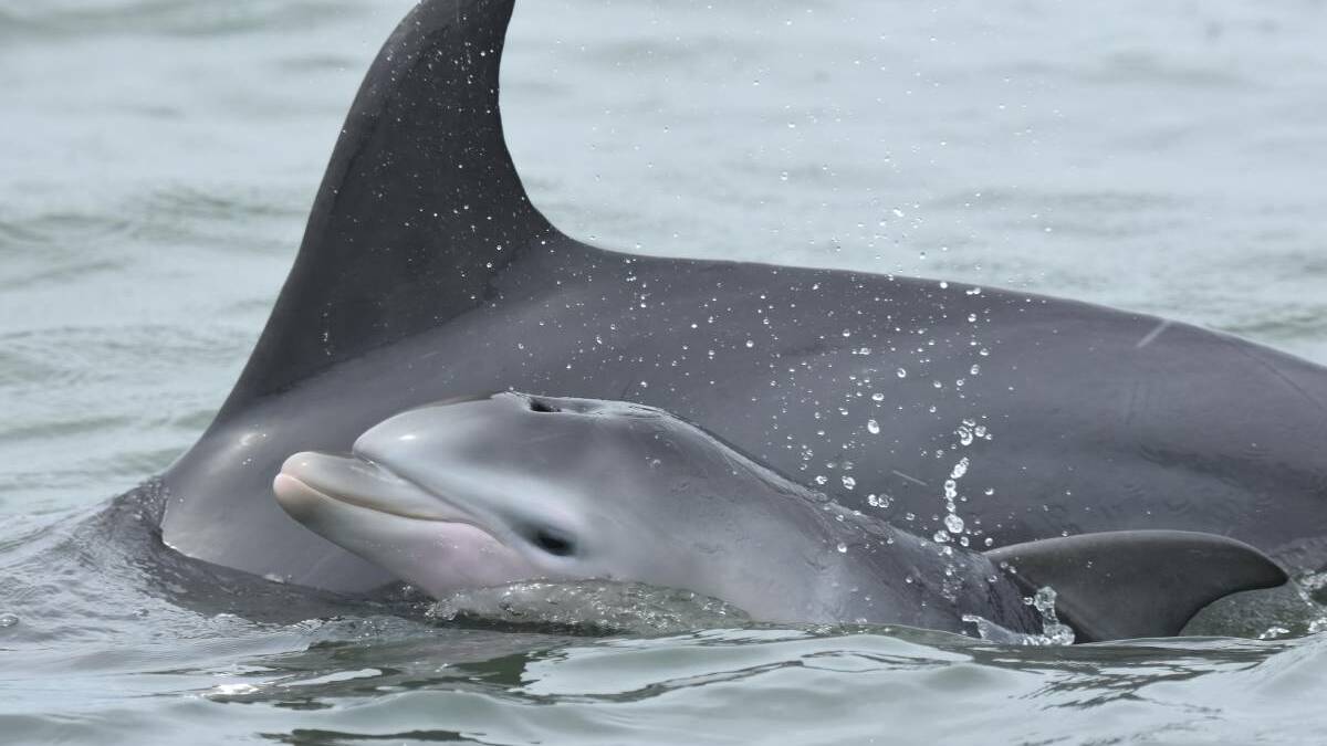 Baby dolphin euthanised after efforts to find mother in Mandurah failed