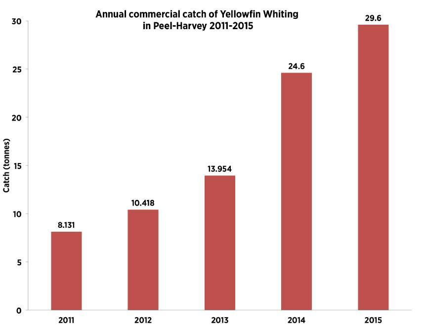 On the rise: The commercial catch of Yellowfin Whiting has increased since 2011. Image: Supplied.