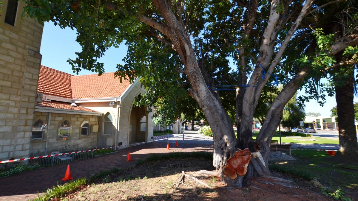 The carob tree at Christ's Church Anglican Parish which was planted almost a century ago and may have to be torn down after losing its structural integrity. Photo: Nathan Hondros.