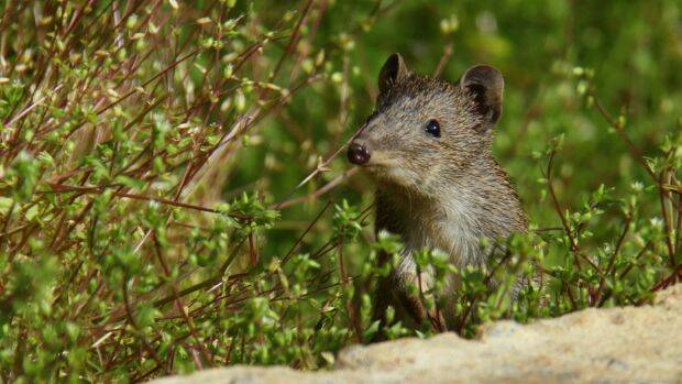 Peet Limited says a relocation program has shifted southern bandicoots from the development to new habitats. Photo: WAtoday/Simon Cherriman.