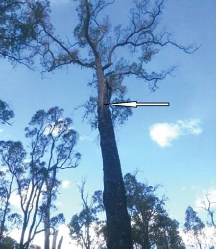 Lightning struck tree at the origin of the fire. Arrow points to fresh scarring on the trunk. Photo: Peter Moore, Parks and Wildlife, Dwellingup.