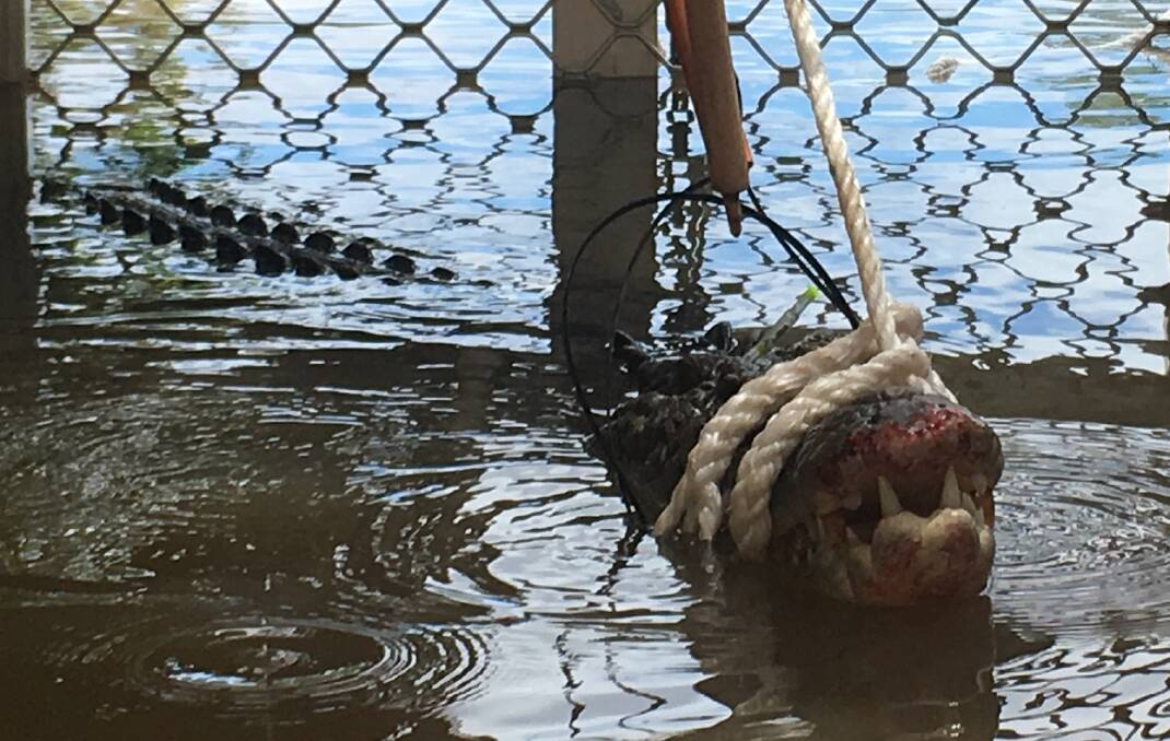 DOUBLE TROUBLE: Another big saltie has been caught in the gorge. Pictures: NT Parks.