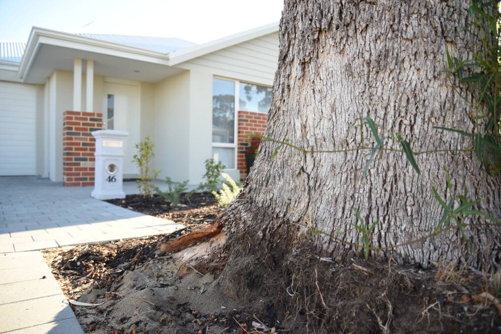 Root of the problem: Ms McGinnis says she will have to remove the roots on a regular basis at her own cost, despite it being a council-protected tree. Photo: Marta Pascual Juanola.