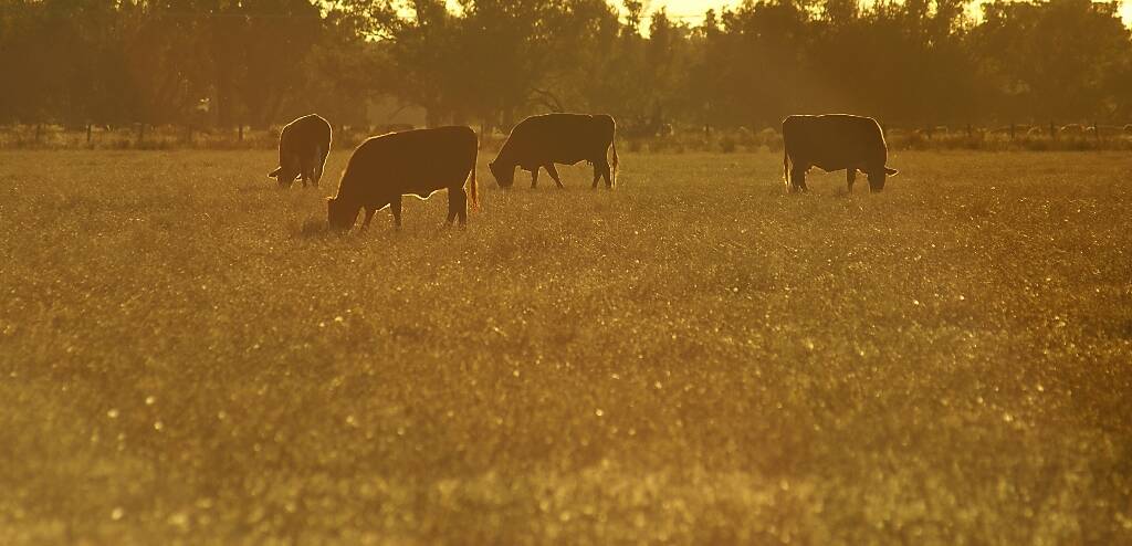 Farming: Grazing cattle on a field. Photo: Josh Cowling.