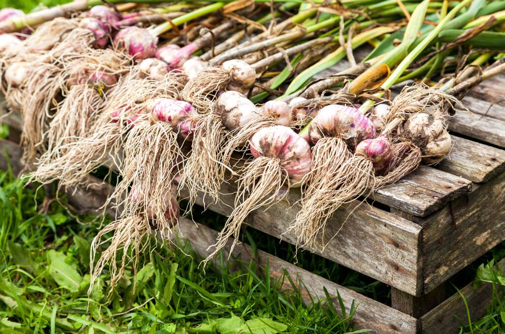 Growing your own garlic is a rewarding experiment, and ensures far less chemicals go into the production of this delicious bulb than most store-bought cloves. Photo: iStock.