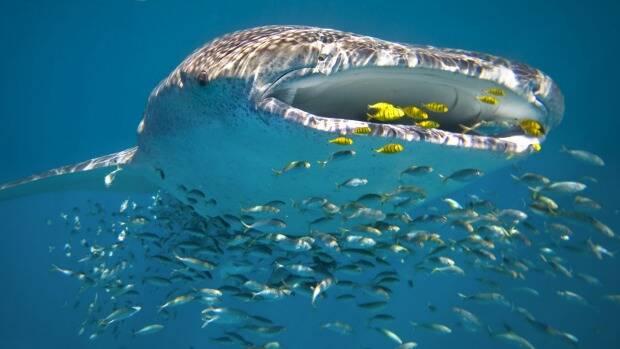 Whale sharks are often accompanied by schools of fish who benefit from their protection, but they don't eat them, instead using their giant mouth to filter-feed, like a whale. Photo: Sydney Morning Herald.