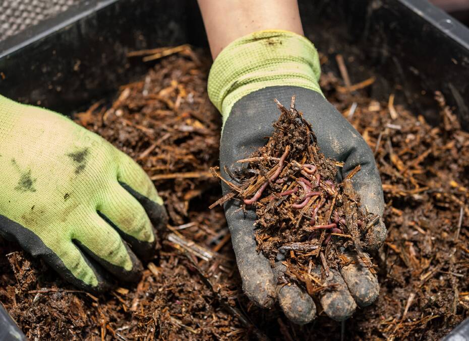 No can of worms: Taking care of a worm farm is an easy way to reduce household waste output, and save money on fertilisers for the garden. Photo: iStock.