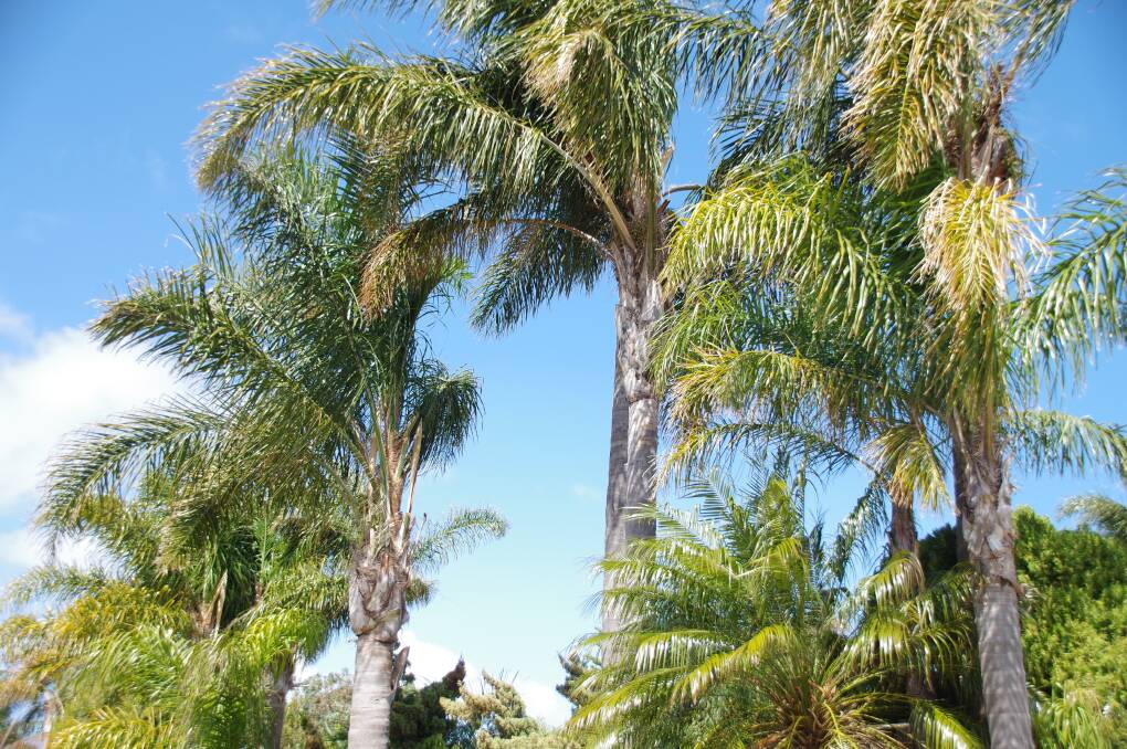 Many of Mandurah's palms are Syagrus romanzoffianas, better-known by their common name, 'Queen Palms'. Photo: Jess Cockerill.