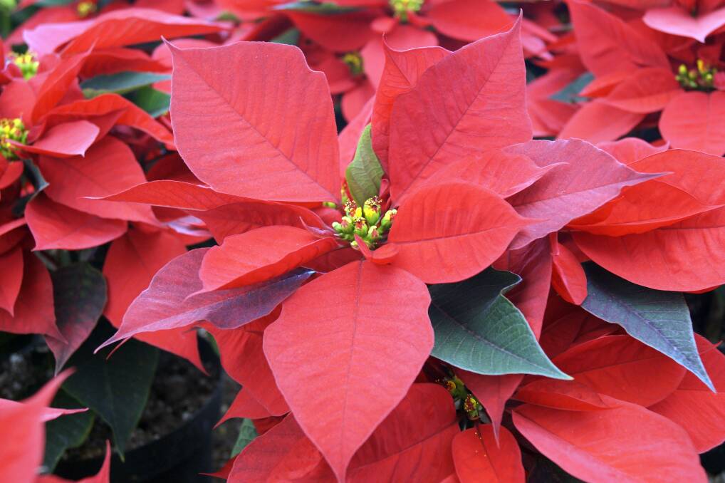 Poinsettias can be a plant for the whole year, not just Christmas time. Photo: Jess Cockerill.
