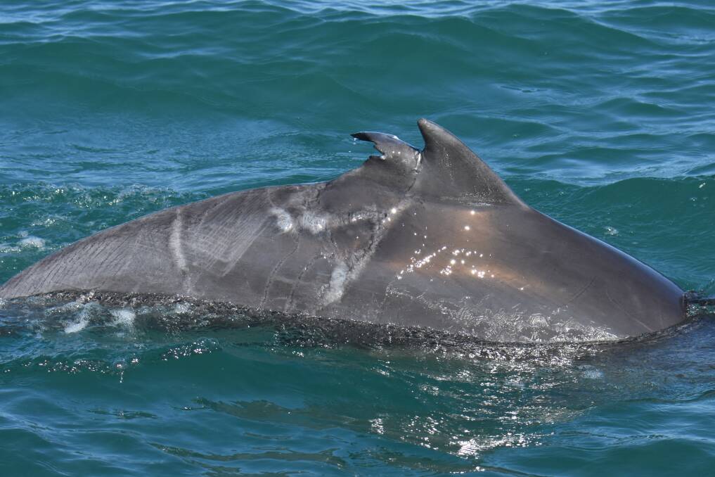 A Peel-Harvey Estuary dolphin's dorsal fin is almost entirely bitten off, typical of a shark wound. Photo: MDRP.