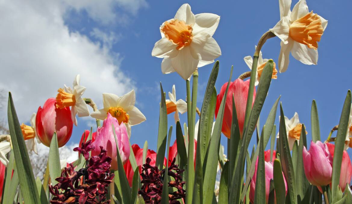 April showers bring spring flowers: Mixing bulb varieties - like these daffodils, tulips and fresias - creates a vibrant romantic effect. Photo: iStock.