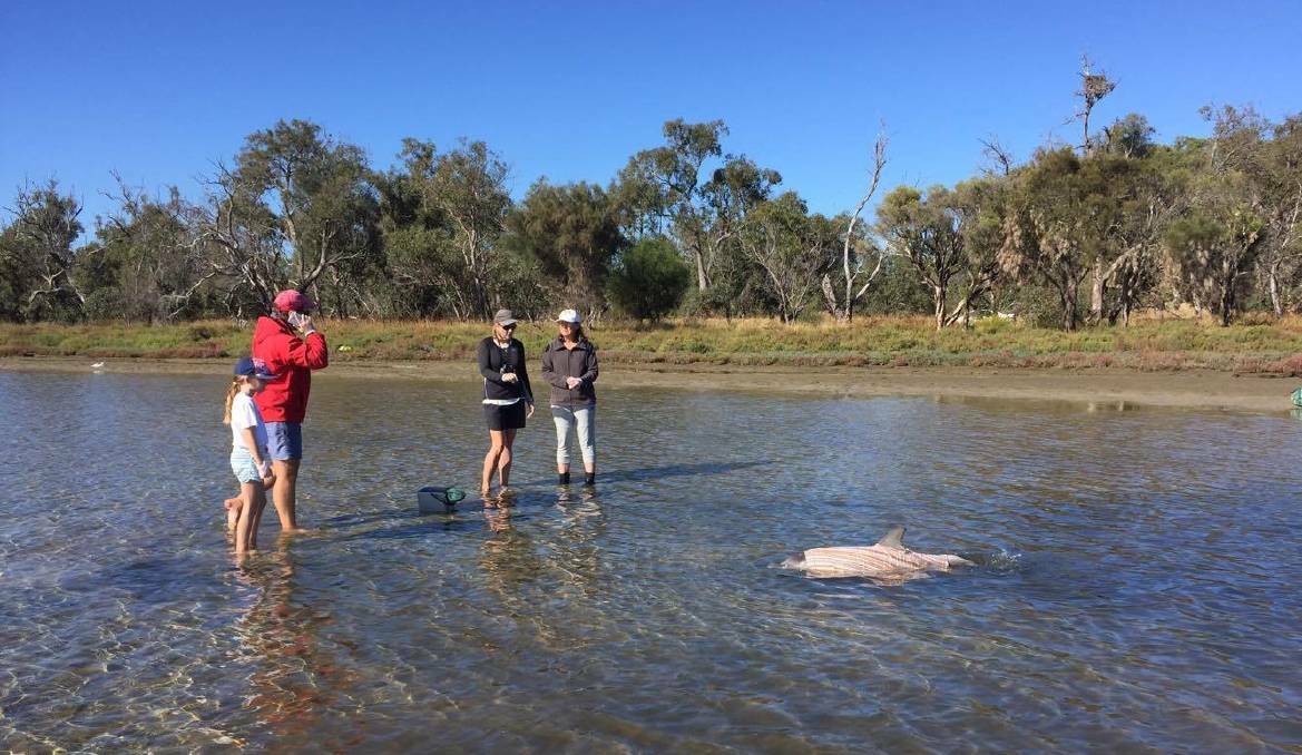 The Mandurah Dolphin Rescue Group volunteers were first-responders to a fatal stranding only two weeks ago. Photo: Supplied.