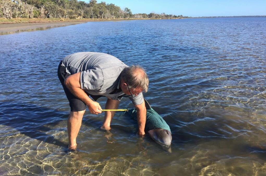 Volunteers from the Mandurah Dolphin Rescue Group attend to the stranded dolphin calf. Photos: Barbara Sing.