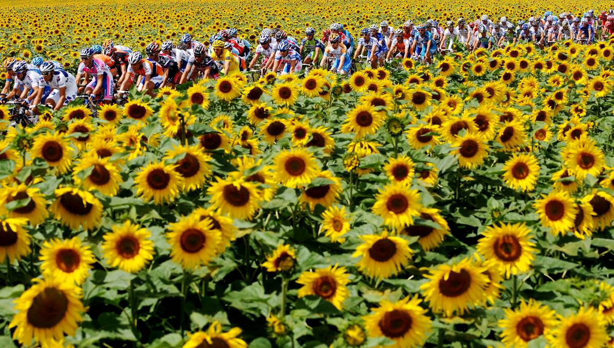 Tour de France: Cyclists en Tour stream through France's iconic sunflower fields. Photo: Jasper Junien.