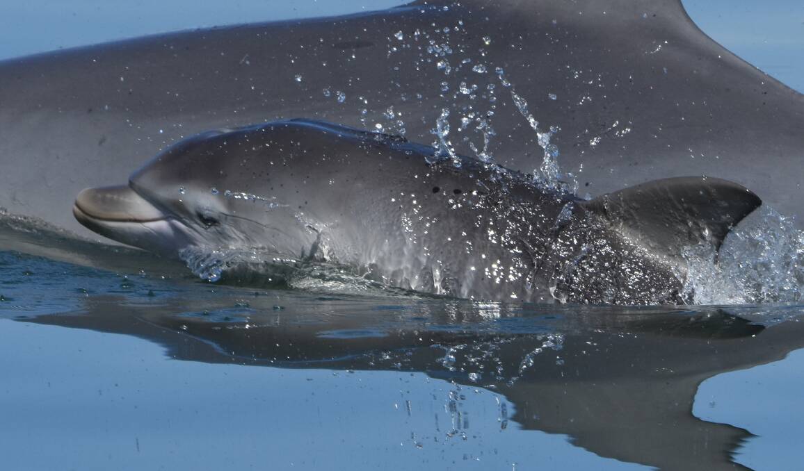 Peel-Harvey estuary dolphins Christmas (mother) and Easter (calf). Photo: Krista Nicholson.