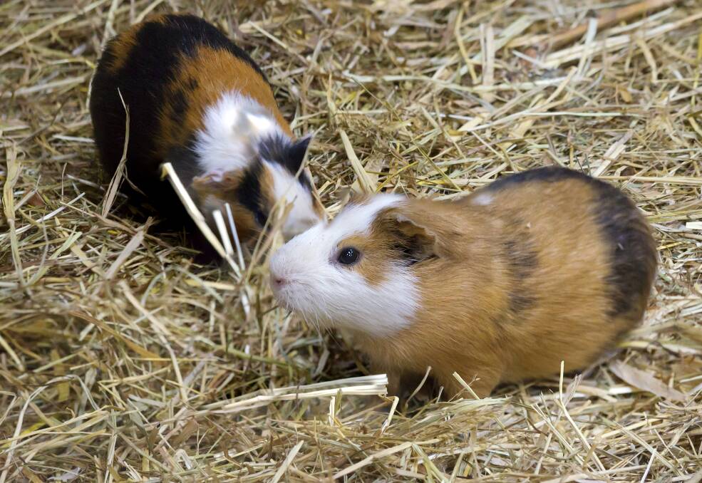 Iinvestigation: RSPCA are investigating the dumping of 60 guinea pigs in Furnissdale, a suburb south of Mandurah, on Tuesday. Photo: File image.