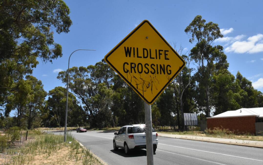Ms McCallum said kangaroos were frequently seen in the area and posed a risk to traffic travelling at night or in the early morning. She said the dense vegetation on the adjacent blocks meant wildlife were drawn to the area. Photo: Caitlyn Rintoul.