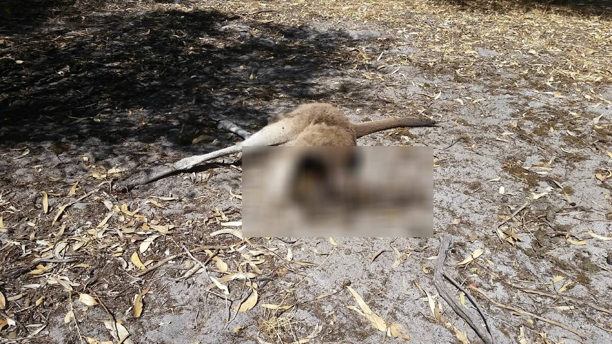 A Erskine resident was left horrified on Monday after stumbling upon what she believed to be a decapitated kangaroo. Photo: Supplied. 