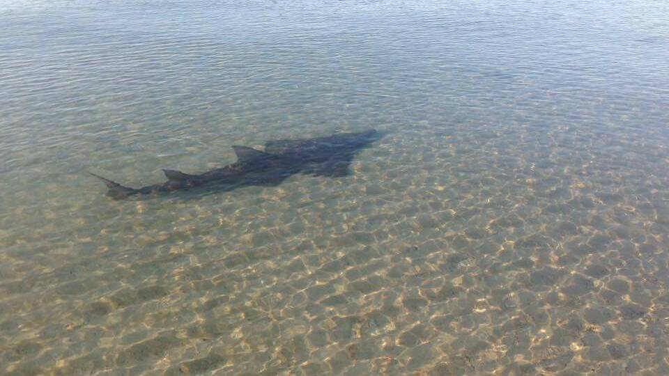 A shovel nose ray which appears to be five-feet long swimming along the shallows of the Busselton foreshore. Photo supplied.