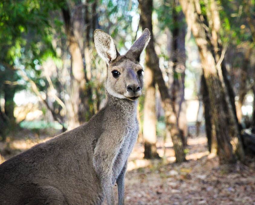 NATURAL BEAUTY: The course retains a strong population of kangaroos who enjoy lazing around on the fairways and watching the golfers come and go. 