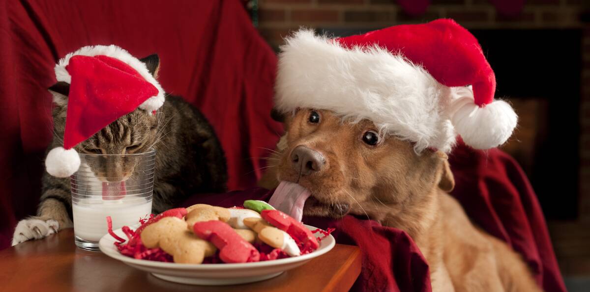 Give pets plenty of shade and keep them well hydrated over summer - be careful about sharing Christmas treats, foods like chocolate can make them ill.