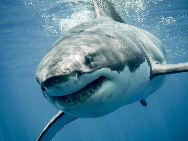 Residents have been warned following the spotting of a large shark off Halls Head beach.