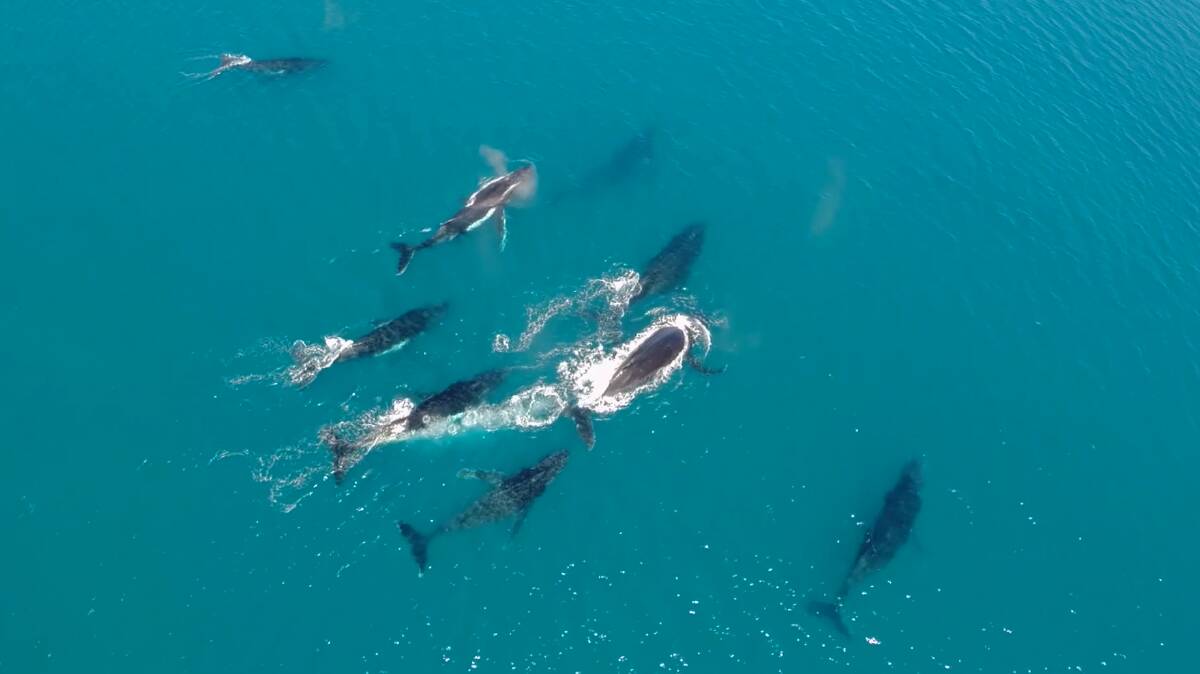 A whale of a time: WA's humpback whale migration, with the majestic mammals making their way north for the calving season. Photo: supplied.