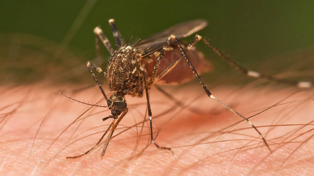 Slippery little suckers: The Health Department has warned residents to be careful of mosquitos following the recent rain, as they can spread Ross River Virus.
