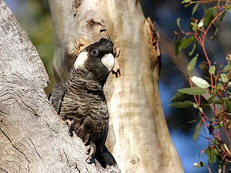 Not green, but red: The EDOWA argues a lack of protection for native flora and fauna, including the Canraby's black cockatoo, makes the Green Growth Plan untenable. Photo: Supplied.