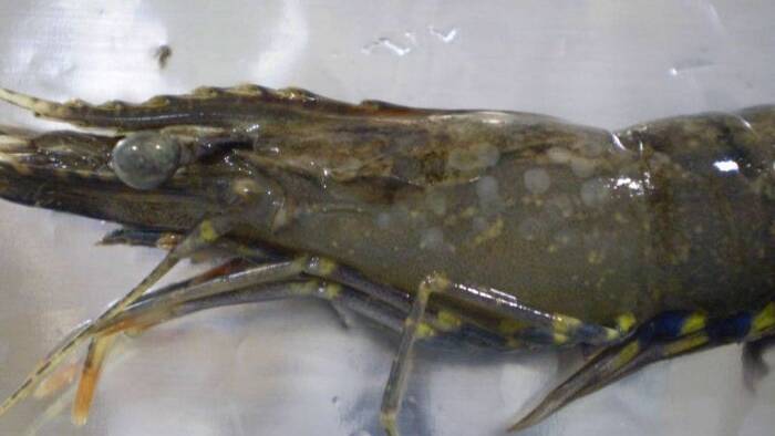 White Spot Disease has closed all of the prawn farms in Queensland's Logan River system. Photo: QLD Biosecurity