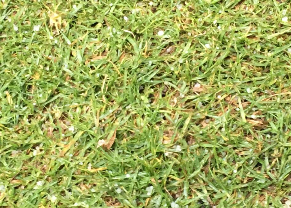 Specks of hail in the grass at Pinjarra.