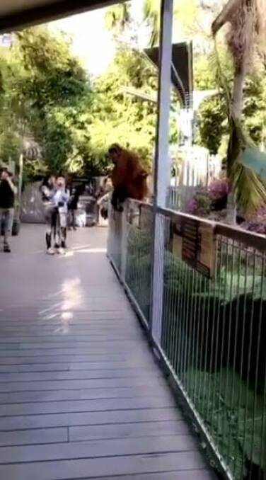 Orangutan and her baby escape Perth Zoo enclosure 