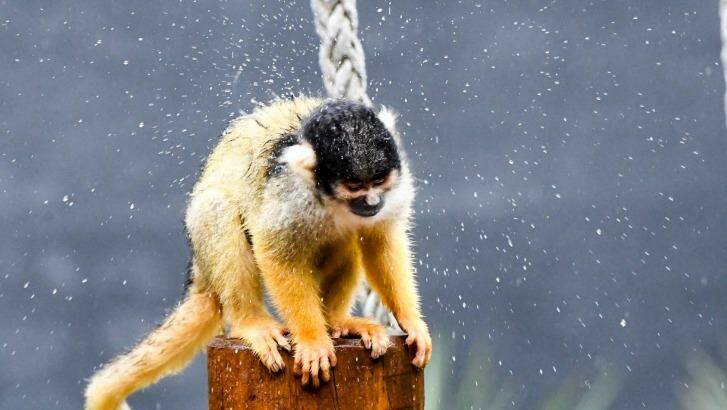 Squirrel monkey Ayaka shakes off the rain. Photo: Peter Rae 