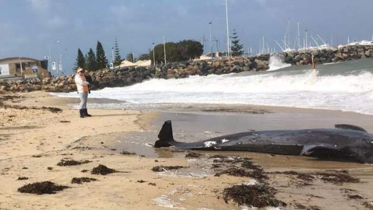 Crowds gathered on Bathers Beach on Fremantle on Saturday morning after a whale carcass washed ashore. Photo: Brendan Foster/Watoday