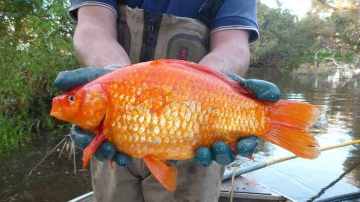 From the Vasse River: 1.9kg goldfish Photo: Stephen Beatty