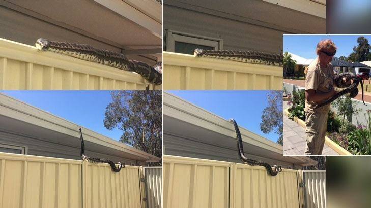 The python started on the fence, slithered up onto the roof and then was caught by The Snake Whisperer, Paul Kenyon. Photo: Tanya Worth