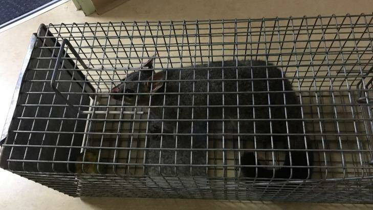 A possum caught in the roof of Concord Hospital in April.  Photo: Supplied