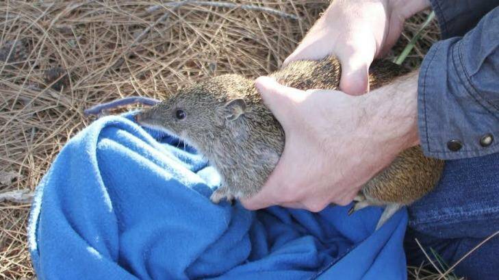 A southern brown bandicoot rescued by Stirling wildlife officers. Photo: Graeme Fuller