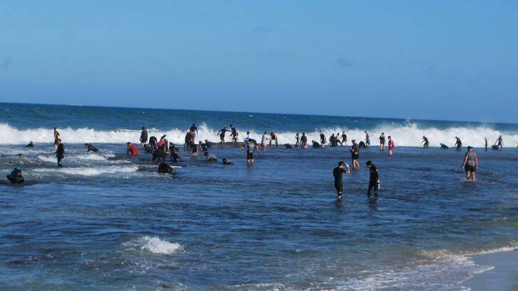 Thousands of fishers headed to Perth beaches for the first day of abalone season on November 3. Photo: Heather McNeill