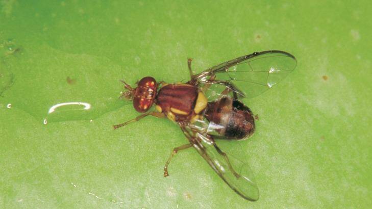 The exotic little pest that could cause the WA horticultural industry big dollars.  Photo: Simon Eyres