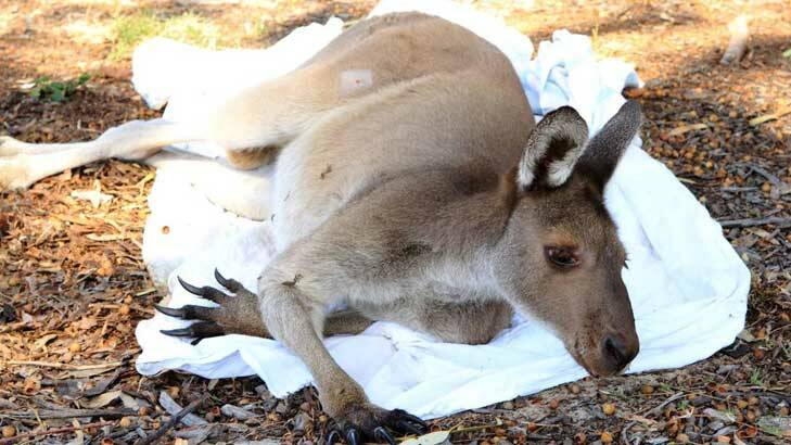 The injured kangaroo after surgery to remove the arrow.