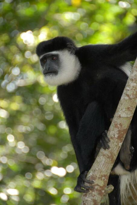 Diet dilemma: Climate change is reducing the nutritional quality of leaves eaten by colobus monkeys in Uganda. Photo: David Raubenheimer