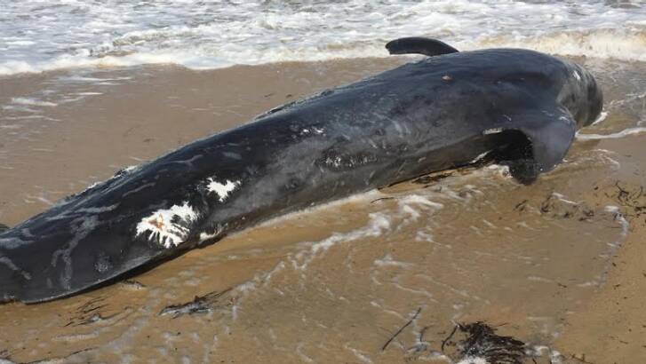 A whale carcass has washed up on Bathers Beach in Fremantle. Photo: Brendan Foster/WAtoday