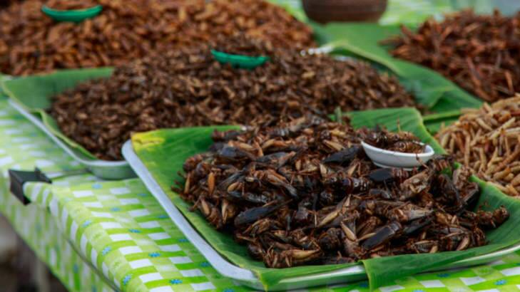 Hopping mad? Thirst Wine Bar will test tastebuds with fried crickets as part of Good Food Month on October 16.