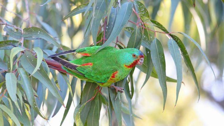 Trouble ahead: swift parrot recovery has encountered headwinds. Photo: Chris Tzaros