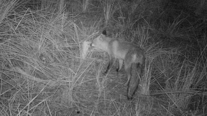 A fox hunting in Gwelup bushland. Photo: Graeme Fuller