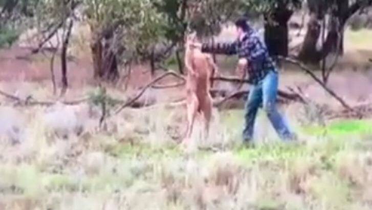 The man punches the kangaroo.  Photo: Facebook