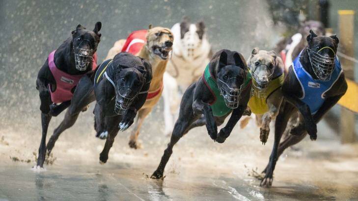 More greyhound abuse allegations are emerging. Photo: Craig Golding