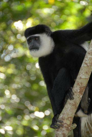 Diet dilemma: Climate change is reducing the nutritional quality of leaves eaten by colobus monkeys in Uganda. Photo: David Raubenheimer